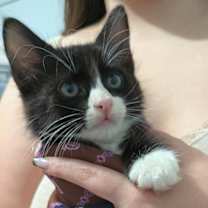 Thumbnail photo of Norina’s foster kittens #2