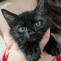 Thumbnail photo of Norina’s foster kittens #3