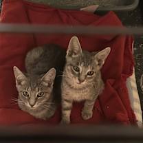 Thumbnail photo of Fig #4