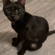 Thumbnail photo of FoxGlove - MT #2