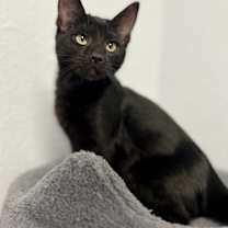 Thumbnail photo of Clover #1