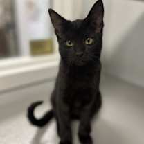 Thumbnail photo of Clover #3