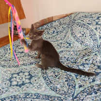 Thumbnail photo of Blue Ski #2