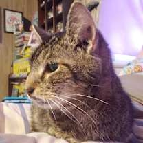 Thumbnail photo of Snickers Farmingdale #2