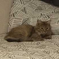 Thumbnail photo of Rosie #1