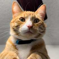 Thumbnail photo of Sherman #1