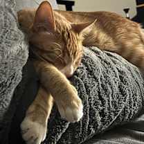 Thumbnail photo of Sherman #4