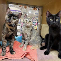 Thumbnail photo of Earl Grey #4