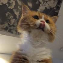 Thumbnail photo of Henry #2