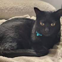 Thumbnail photo of Socks #1