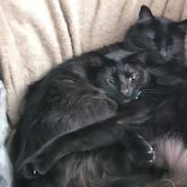 Thumbnail photo of Socks #3