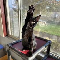 Thumbnail photo of Barnacle - Sponsored by Deb Flensborg #2