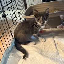 Thumbnail photo of Mr Pennybags #4