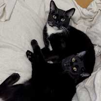 Thumbnail photo of Ash and Indy #2