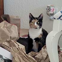 Thumbnail photo of Shelley #3