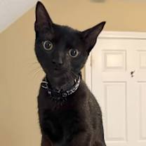 Thumbnail photo of Mist #2