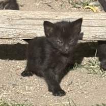 Thumbnail photo of Free Barn cats and kittens #2