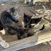Thumbnail photo of Free Barn cats and kittens #4