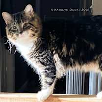 Thumbnail photo of Ditteh #2