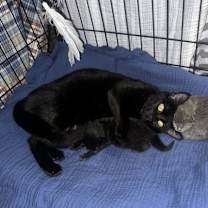 Thumbnail photo of Fern #2