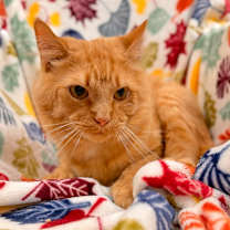 Thumbnail photo of Butternut #2