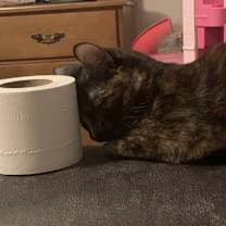 Thumbnail photo of Mocha #4