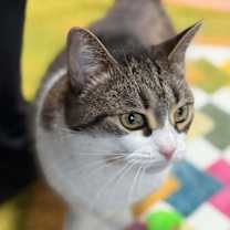 Thumbnail photo of Nala #4