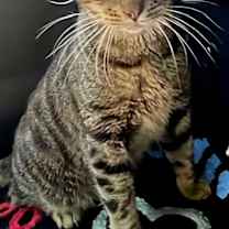 Thumbnail photo of JASPER #1