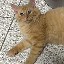 Thumbnail photo of Midge #1