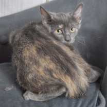 Thumbnail photo of Patches #4