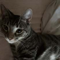 Thumbnail photo of Oreo #4