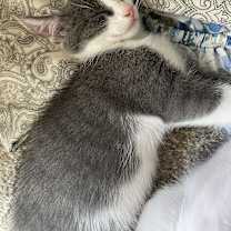 Thumbnail photo of Cherry Teegan #4