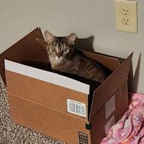 Thumbnail photo of Demi-Dimmadome #3