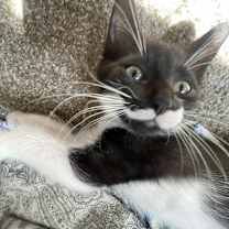 Thumbnail photo of Mochi Teegan #1