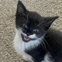 Thumbnail photo of Mochi Teegan #2