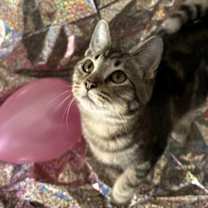 Thumbnail photo of Birch ⭐️PROMOTION⭐️ Tree Litter #4