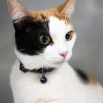 Thumbnail photo of Judith #1