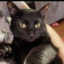 Thumbnail photo of Nova #2