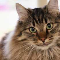 Thumbnail photo of Acorn #1