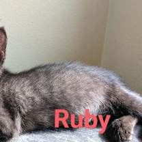 Thumbnail photo of Rubee #2