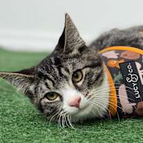 Thumbnail photo of Ziggy #1