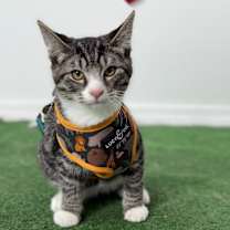 Thumbnail photo of Ziggy #2