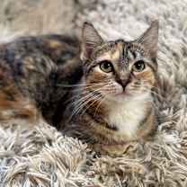 Thumbnail photo of Autumn  #1