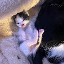 Thumbnail photo of Chaplin #4