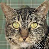 Thumbnail photo of Lumine #1