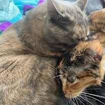 Thumbnail photo of Valle - Home to Home #2