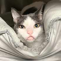 Thumbnail photo of Hot Potato #1