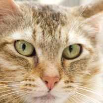 Thumbnail photo of Blondie #4