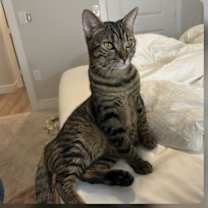 Thumbnail photo of Sierra napa #1