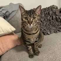 Thumbnail photo of Sierra napa #2